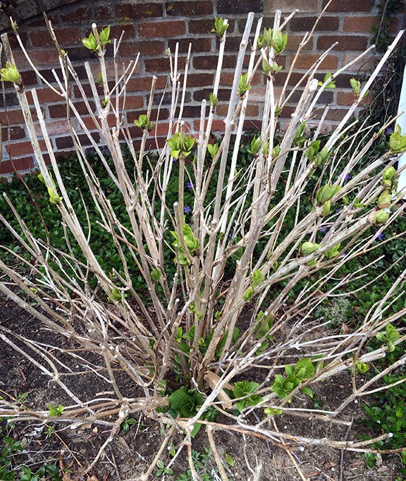 This shrub, on the other hand, will bloom this summer. You can see that there are leaves opening on most of the stems. This growth contains the flowers for this summer. The owner of this shrub should cut out those few canes that don't have any flowers, or the tips of stems that have died back, but leave any green bud because that is where the bloom is.