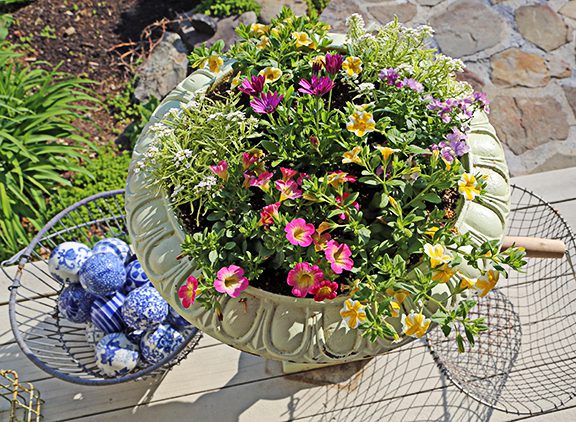 This urn was planted early in the season with plants we know will thrive in the cooler night air on the Cape. Sweet Tart and Lemon Slice Calibrachoa, Frosty Knight Lobularia, Bluebird Nemesia, already look lovely with the daisy-like flower Osteospermum Soprano Purple in the center of the pot. 