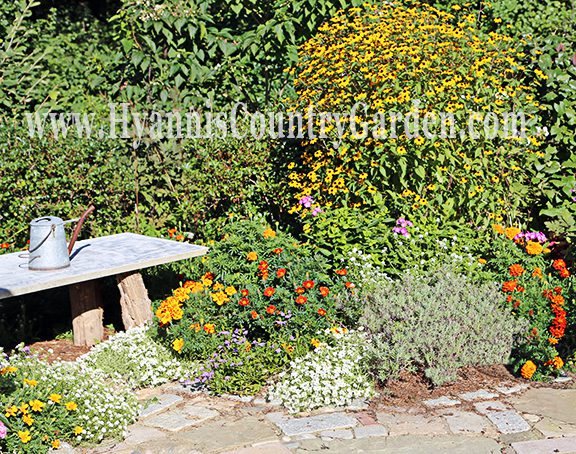 This photo shows how good Frosty Knight is at cooling down even the hottest colors in a mixed annual and perennial garden. C.L. Fornari planted it with Scaevola, marigolds and assorted perennials in this fragrance garden, and it was the perfect flower and foliage contrast plant from June through October! 