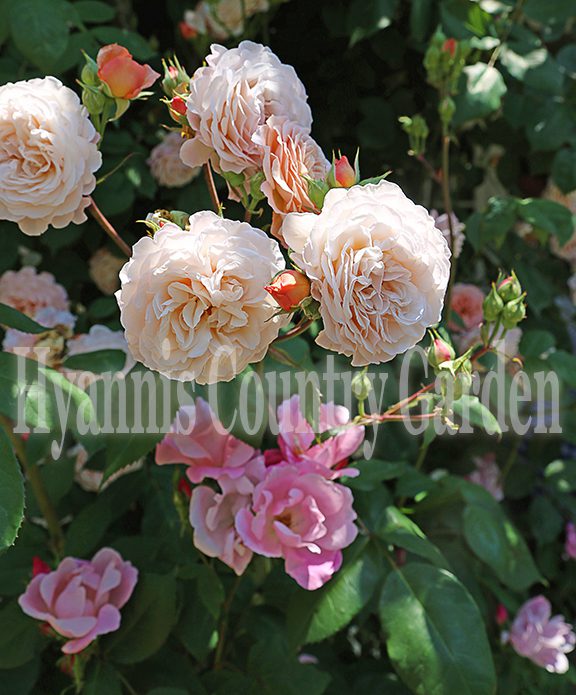 Early July is the time to deadhead roses. Even the shrub roses that are good about repeat flowering (Knockout, Drift, Oso Easy, Flower Carpet, Home run, and The Fairy, for example) will produce a second round of flowers earlier when deadheaded.