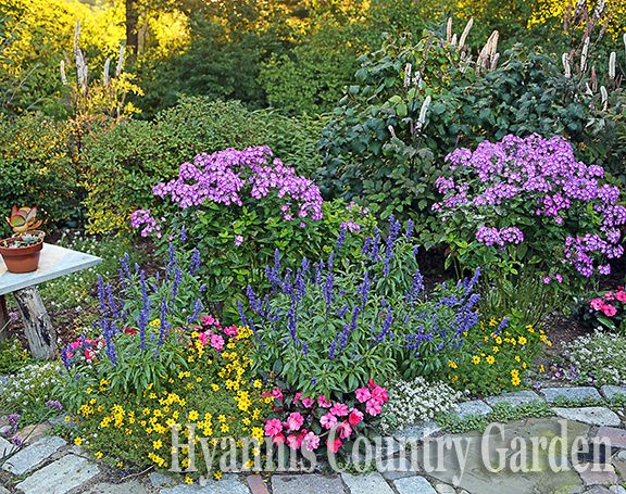 This garden is in flower from February on! Witch hazel flowers in the winter, followed by lilacs, azaleas and Viburnum. Daffodils are planted in between the perennials and add to the spring show. In this photo you see how even in October this garden is filled with color. Yellow Bidens, blue annual salvia, pink Sunpatiens, and white Frosty Knight Lobularia form the patchwork border. Purple Volcano phlox are filled with their second round of flower power, and the tall Actea 'Brunette' form fragrant exclamation points with their white flowers in the fall.  