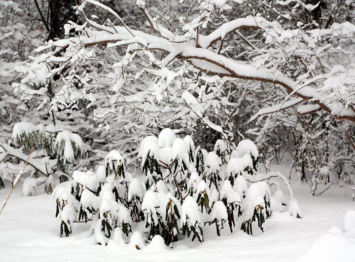 When the heavy snow bends branches, many of them are damaged and these injuries aren't discovered until April or even later in the spring.