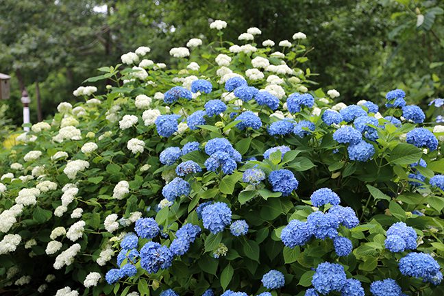 This photo shows both types of hydrangeas. The blue flowers are Endless summer, which are pruned as second year bloomers even though they produce some flowers on new growth later in the summer. The largest flowering on Endless Summer is on second year growth so that's how they are treated. The white flowers in this photo are a Hydrangea arborescens. It is a new growth bloomer and gets pruned as such.