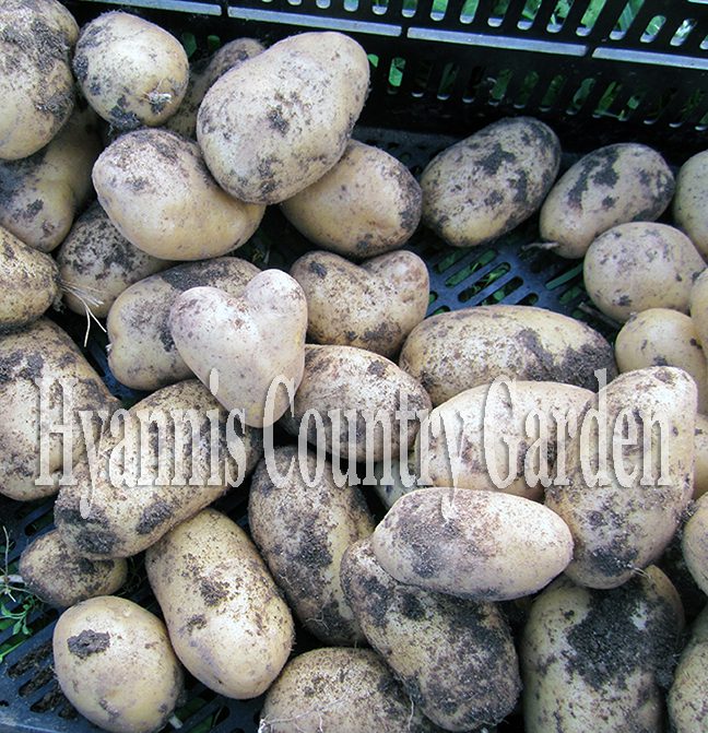 Love homegrown potatoes? We do too! They are easy to grow in the well-drained soils of Cape Cod. Plant seed potatoes in mid-May. 