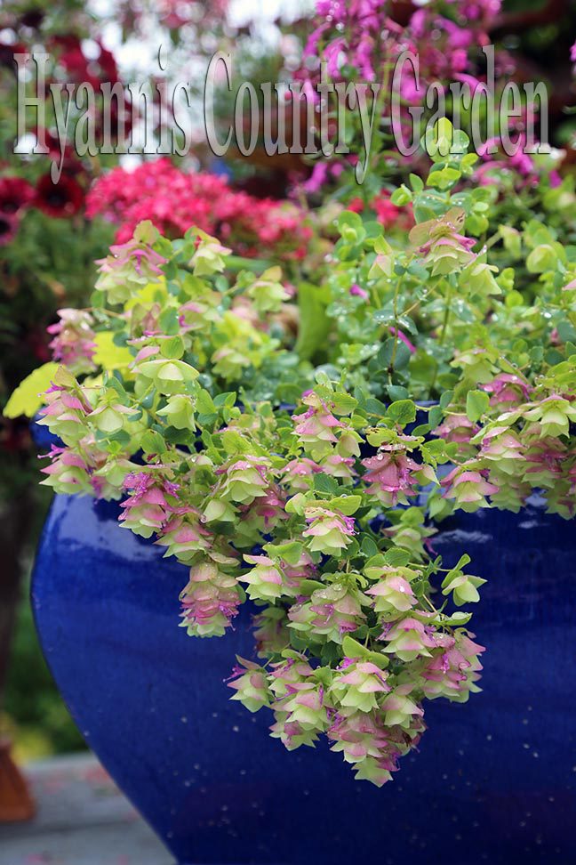 Colorful pots are another way to instantly add to your container groupings. In this pot Oregano Kent Beauty was the plant chosen to spill over the sides. 