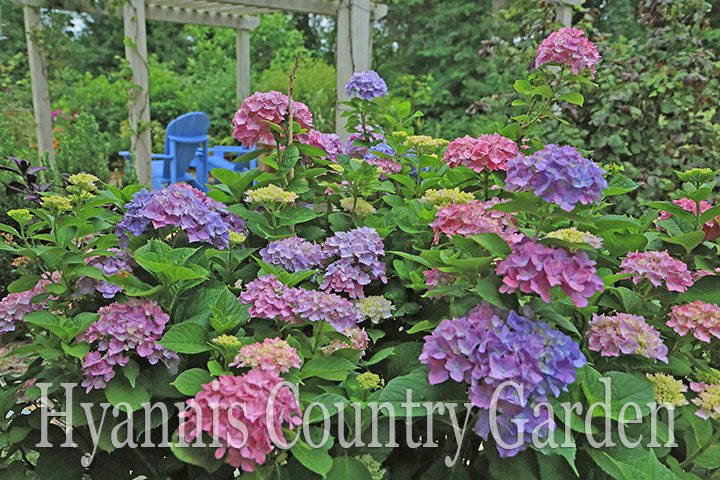 This hydrangea is growing in a place where the soil ranges from acid to alkaline because the area is right next to a concrete foundation and walkway. So the flowers on this plant are always multi-colored!
