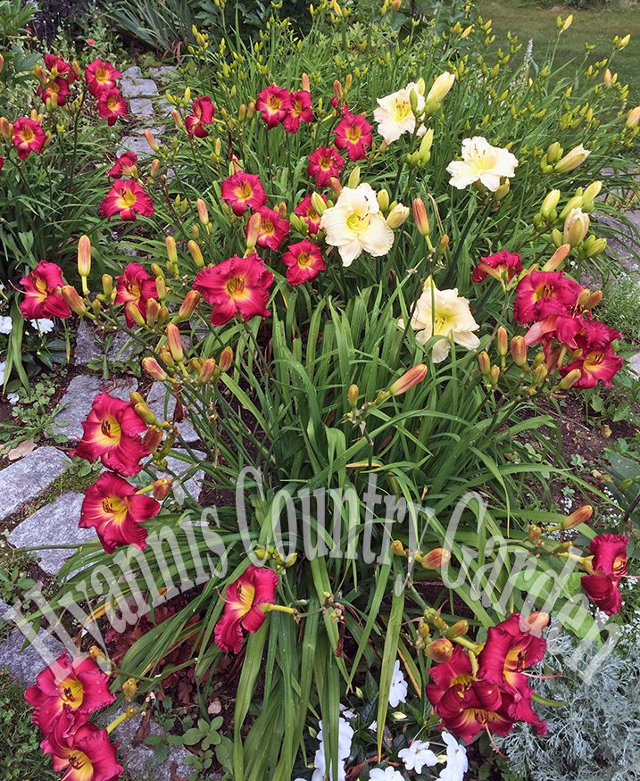 These Early Bird Cardinal daylilies come into bloom in June, and in July mingle with the Fairy Tale Pink that are just starting. The faded Early Bird blooms have been picked off so that they don't detract from the garden and the other dayliies just coming into flower.