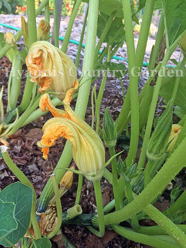 Male flowers have long stems with no swelling under the blossom.  If you like stuffed squash flowers, pick the males after noon and cook them for dinnner.