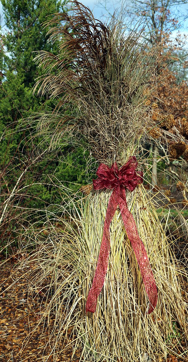 You can even gather the taller grasses up in early December and decorate the clump for the holdiays.