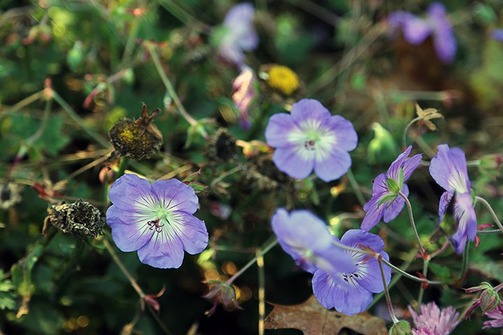 The woman who brought this photo into the store on her iPad had seen this perennial in a friend's garden. "She didn't remember what it was and we were both impressed that it was still flowering in November. What is it?" she asked. This is a Rozanne Geranium,  It is one of the cranesbill perennial geranium. The botanical name is Geranium 'Gerwat' but everyone calls it Rozanne.