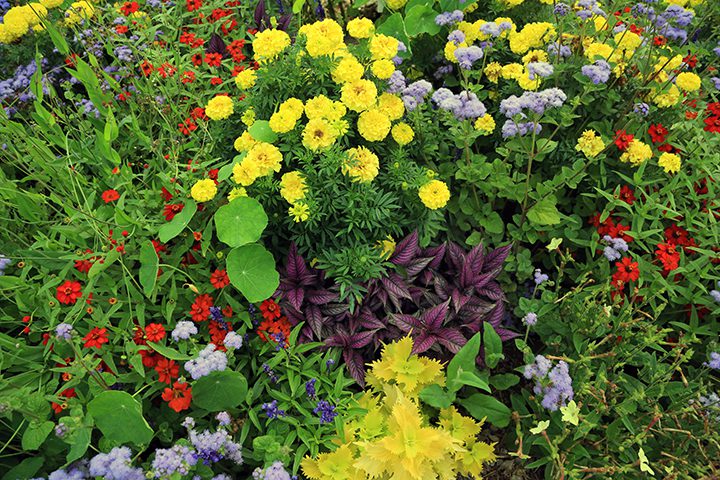 It's wonderful that people are willing to plant annuals every spring for summer-long flowers.