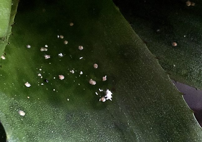 This Bromeliad has a bad infestation of scale and some mealybug to boot. It should first have the leaves wiped well to remove as many of the critters as possible, and then be sprayed with insecticidal soap or horticultural oil. Repeat the spraying every 10 days for the next couple of months.