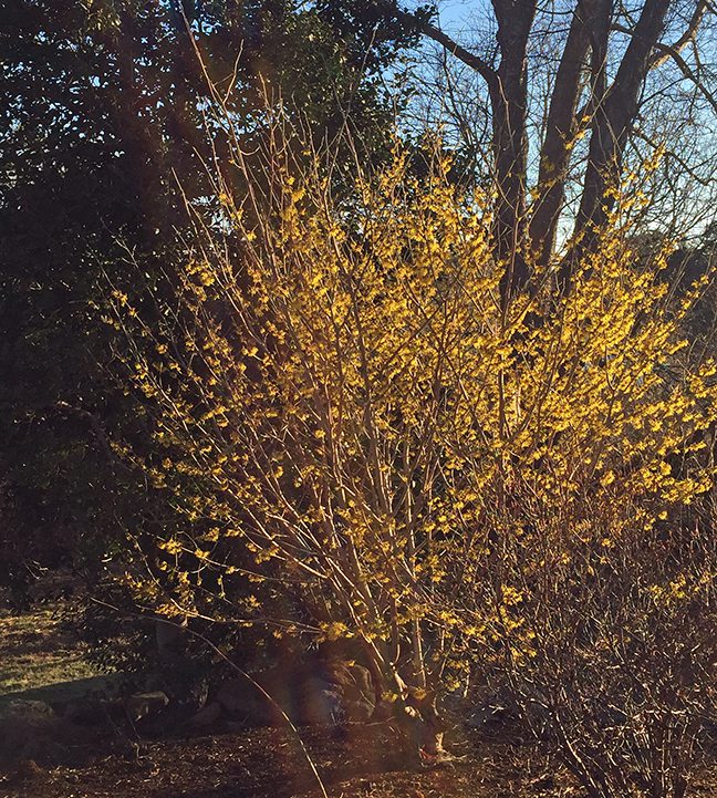 Most witch hazel  (Hamamelis) shrubs flower in the winter. They somewhat resemble forsythia, although they come into bloom a good two months before those plants. If you need a harbinger of spring in your yard, plant a witch hazel!