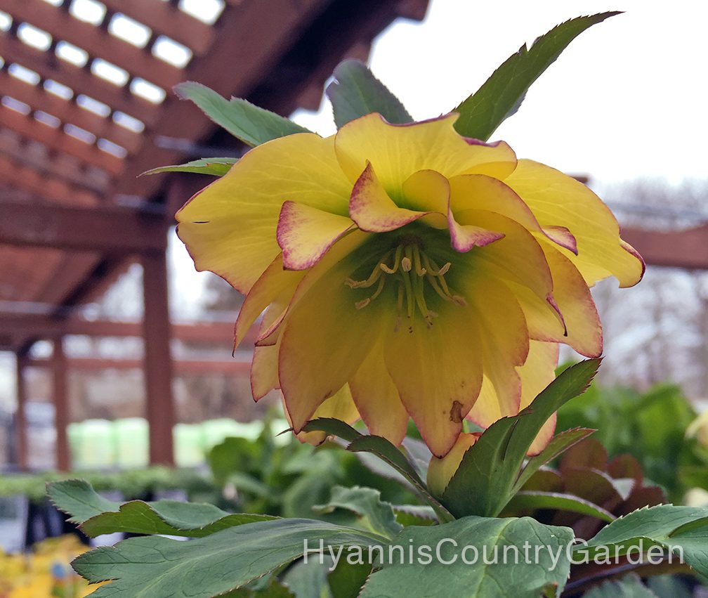 This yellow hellebore is a variety called "Sunshine Ruffles." How could we not want more sunshine in March? 