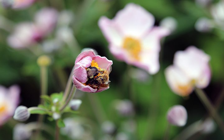 How many bees can be stuffed into an Anemone flower? Here a bumblebee and a honey bee dive into the pollen.