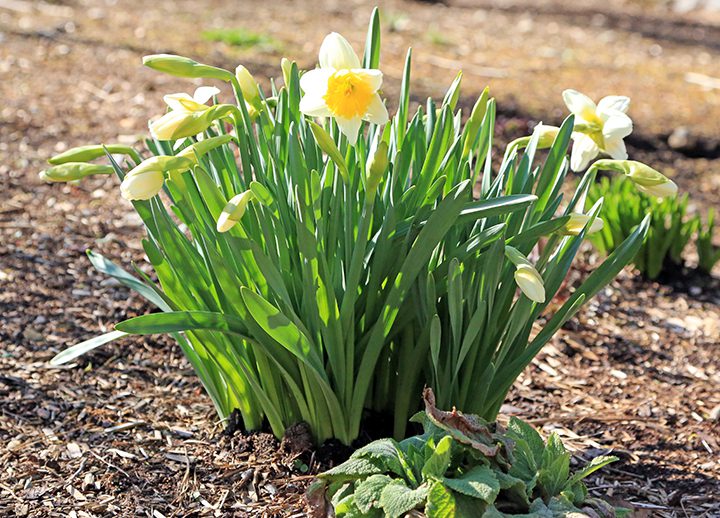Daffodils are reliably perennial when planted in well amended soil. 