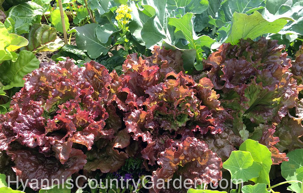 Leaf lettuce can also be harvested by picking only the largest leaves. Many lettuces get bitter in hot weather, however, so it's often best to harvest and eat most of your lettuce crops quickly and then replant in the open spaces for fresh crops.