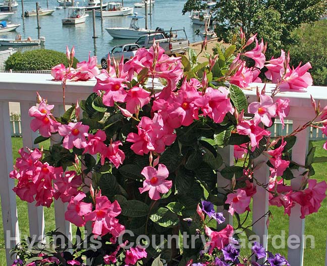 People love the tall, vigorously vining form of Mandevilla for covering railings, lamp posts and trellises. 