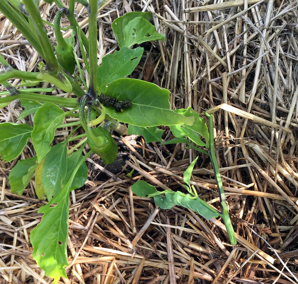 This is the hornworm (on the ground) that I found recently on one of my pepper plants. Notice the frass pellets that dropped at the base of one of the leaves.