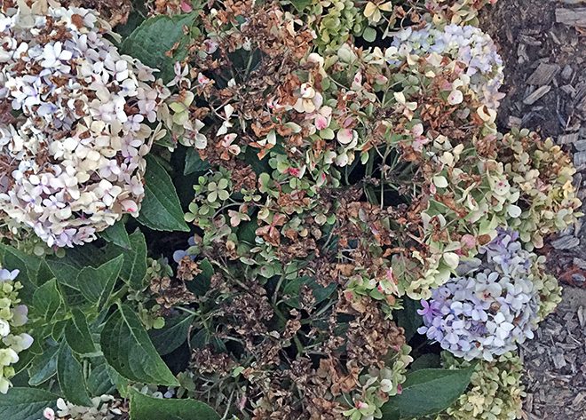 So now you know. What turned YOUR hydrangea flowers brown?