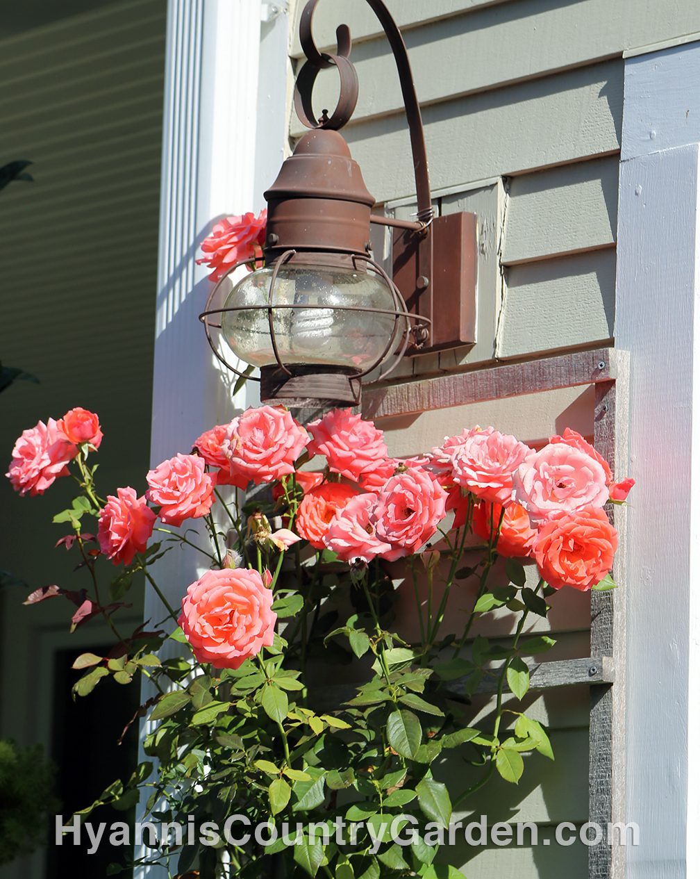 This shot of a Climbing America rose was taken in late September in Sandwich. 