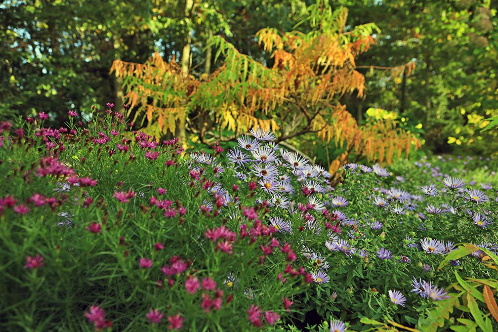 At this time of year look at your landscape and see where you could use perennials that flower every fall. Perennial asters (on right) or the native Vernonia (on left) bring the lovely fall purples that compliment orange and yellow foliage.