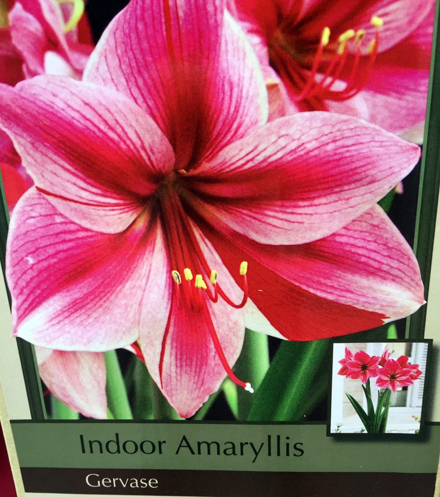 Love pink and burgundy? Have we got an Amaryllis for you...