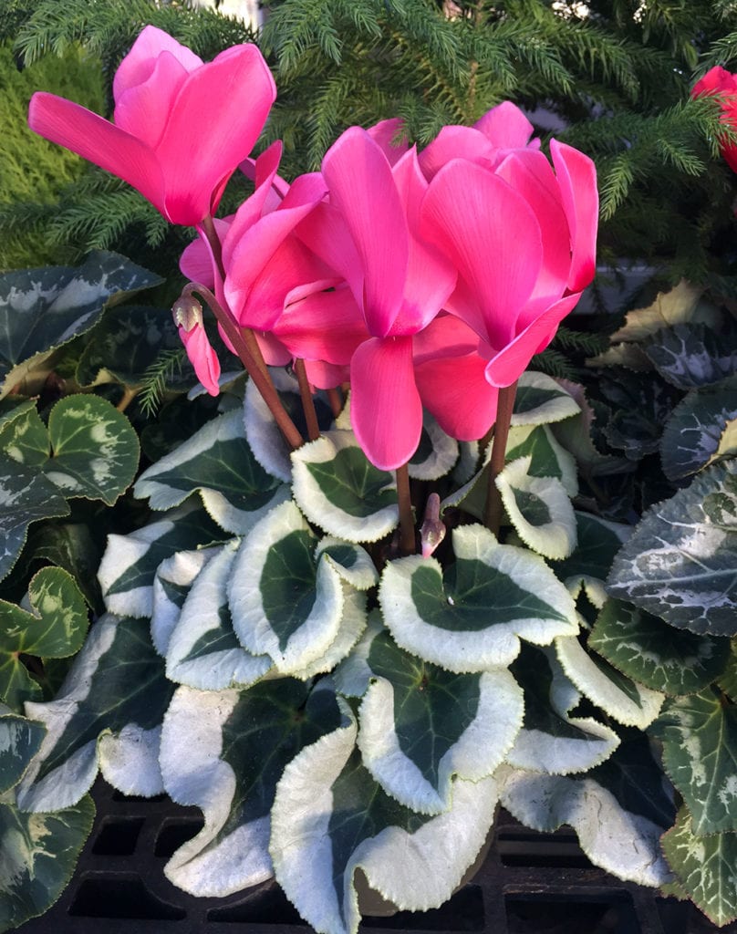 In addition to pretty flowers, the florist Cyclamen often have interesting leaves as well. 