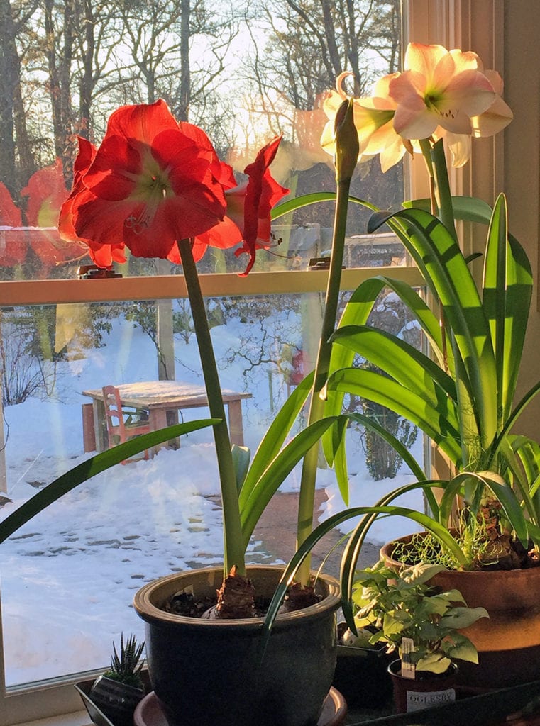 Amaryllis are the easiest and most rewarding holiday plants to save from year to year. If in a plastic pot, transplant after bloom to a larger clay container. Keep in a sunny window and water when dry. Fertilize once a month and place outside in part-sun in May. Next September bring the pot inside to a cool place (floor of an unheated garage) and let go dormant for about 6-8 weeks. Then bring inside to a warm sunny window and water again to stimulate a new bloom spike.