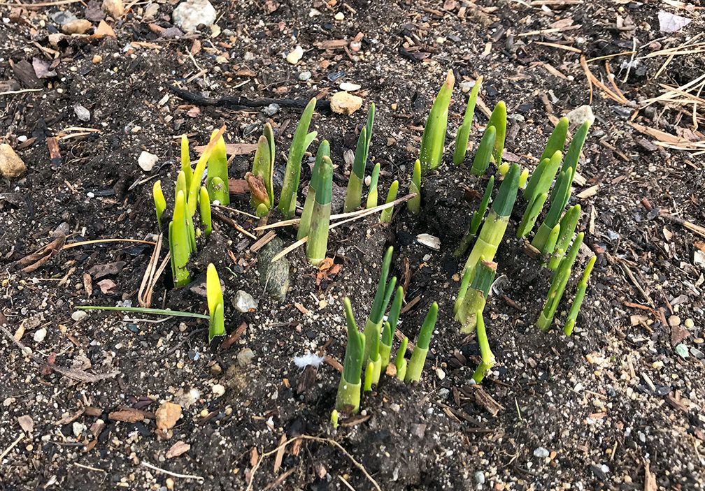 Daffodils often stick up shoots in December and they do not seem to be harmed by cold winter temperatures. 