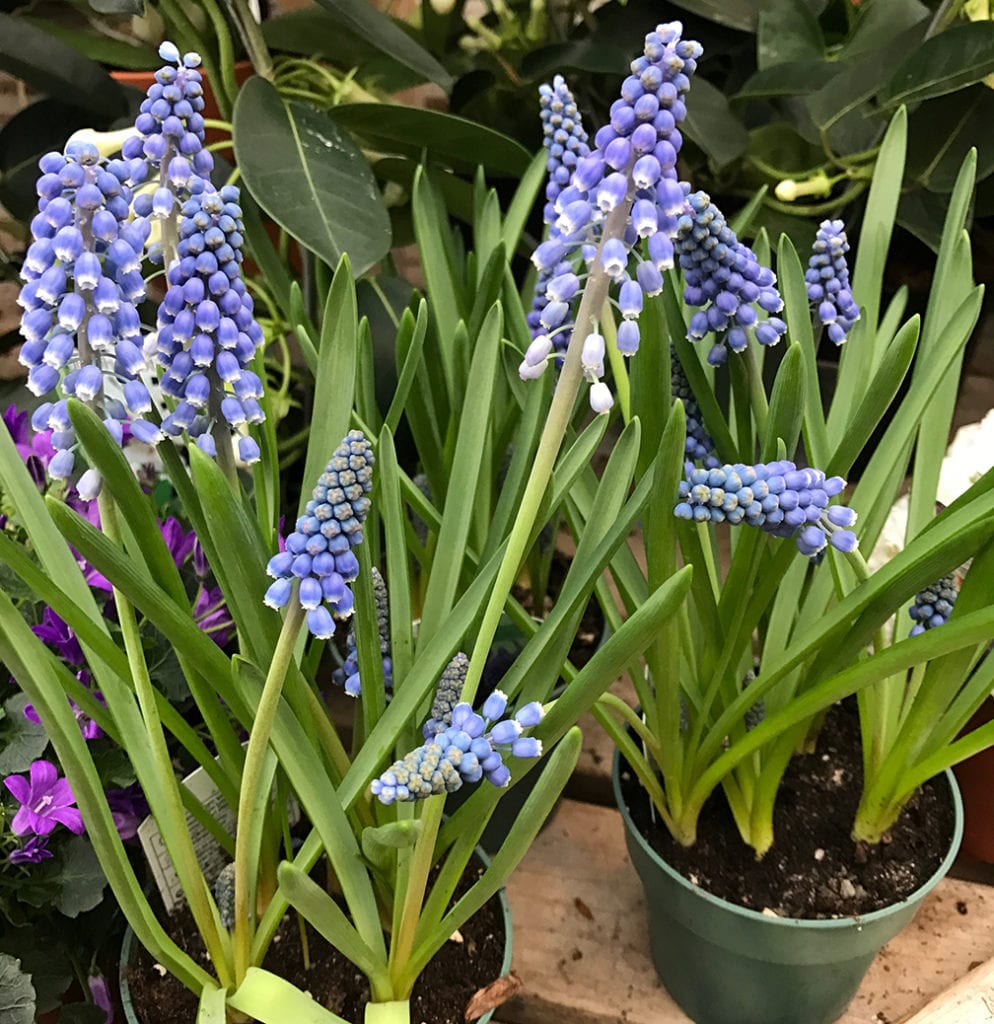 Grape hyacinths will spread when grown outside, so place them where they can "travel."