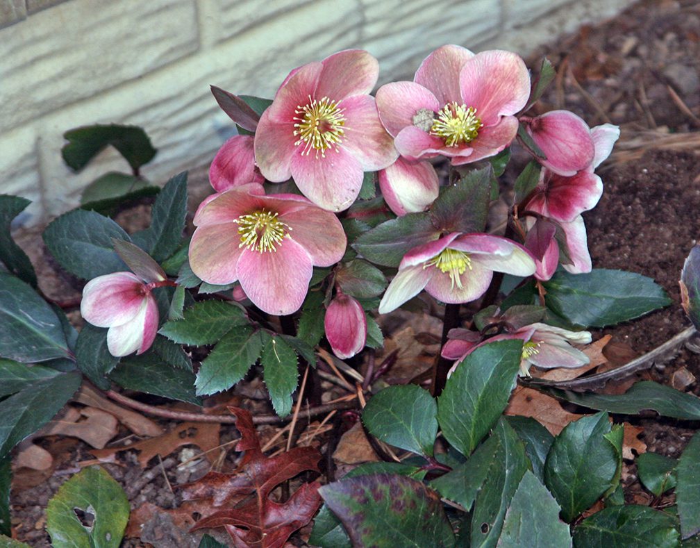On this day in 2013 my pink hellebores were in full bloom. They are today too, although last Friday's storm has temporarily covered them. These Hellebores are Helleborus niger, aka the Christmas Rose. This particular plant comes into bloom in late February every year, while some other H. niger start flowering in December. 