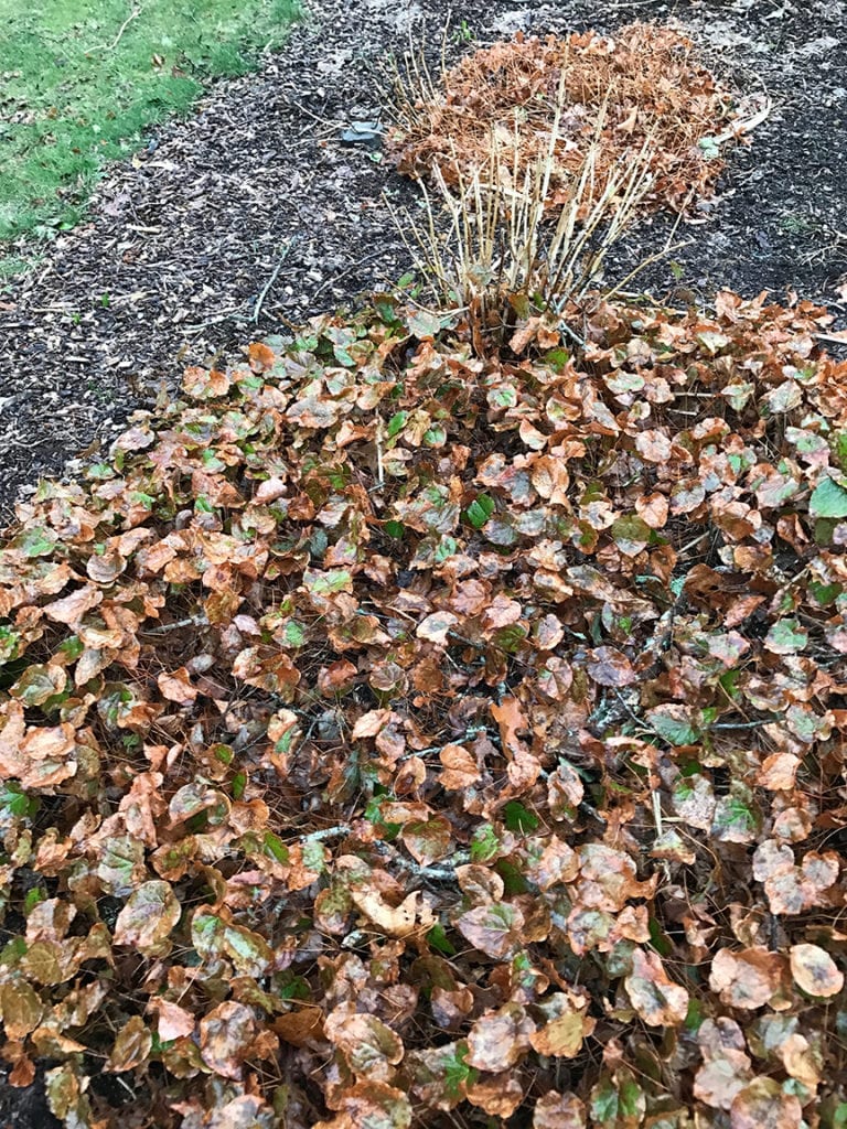 Any perennials that have winter damage should be cut back to get rid of those browned leaves. This Epimedium ground cover (one of the best weed-smothering ground covers for shade) is an example. Using hedge trimmers makes the job go quickly.