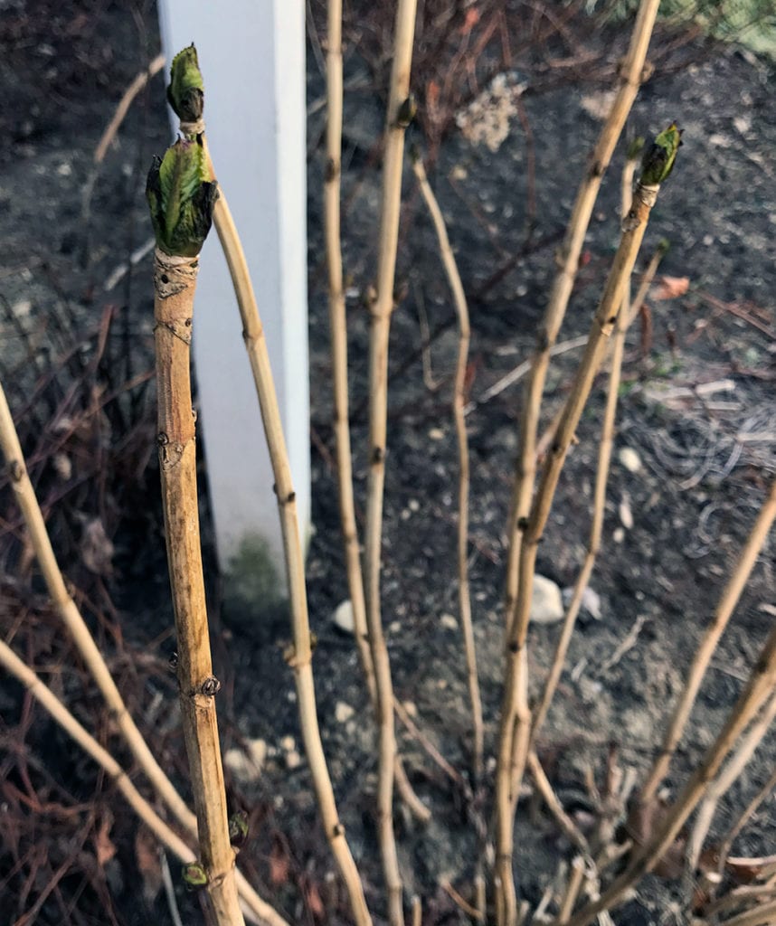 Some plants still have buds that look green but they also have a bit of blackness that wasn't there before last weekend. Only time will tell if the germ of the flower is still alive here.