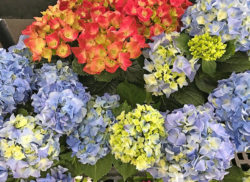 Red toned Hydrangea flowers will be a dark purple or blue in our naturally acidic soils. If the soil remains alkaline the flowers will stay red or pink.