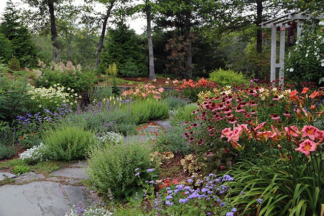 Daylilies and Echinacea make the July garden come alive with color. 