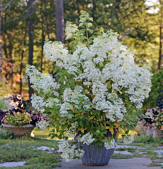 Need a shorter shrub? Bobo has large flowers that cover a smaller sized plant. Useful for foundation plantings, flowerbeds and containers, 'Bobo' grows to about 3 feet tall and wide. 