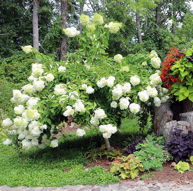 This is a grafted tree form of Hydrangea paniculata 'Grandiflora.' It's where the commonly name PeeGee hydrangea comes from. (It's Hydrangea p. G.)  You can find 'Grandiflora' in shrub or tree form. Other hydrangeas such as Tardiva and LimeLight are also available as grafted small trees. 