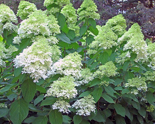 One of the most popular varieties of Hydrangea paniculata is 'LimeLight.' The flowers start out a lime green, soon turn white and then become pink-tinged in the fall. Limelight grows quite large so place it accordingly. If you need a shorter shrub, try 'Little Lime' which grows to about 5 feet tall and wide.