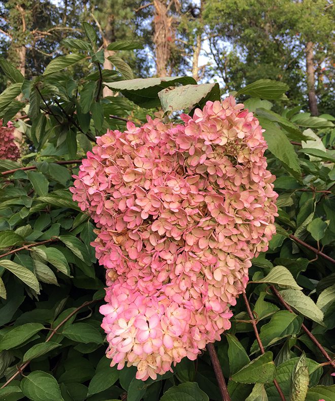 This is a PeeGee flower, larger than a human's head and turning pink in October. 