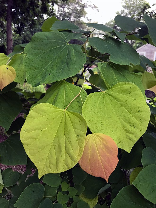 The Rising Sun redbud has several colors of leaves on the plant well into the summer. Lime green is the predominant shade, with smaller peach-colored foliage and splashes of darker green variegation. Grow Rising Sun in full sun to part sun. 
