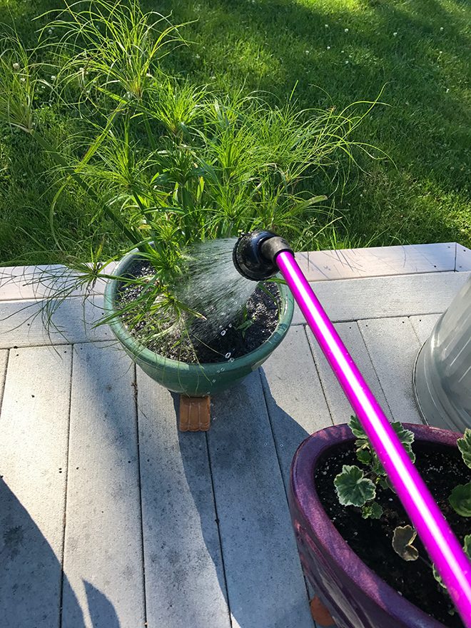 A watering wand is a must-have tool for keeping containers watered. They allow you to adjust the flow of the water so that soil isn't pushed out of the pots or foliage needlessly dampened. This purple wand is made by Dramm and also comes in other colors. A watering wand makes it easier to water hanging baskets and window boxes. 