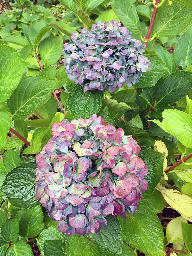Look for flowers like this to dry or for making Hydrangea Wreaths.