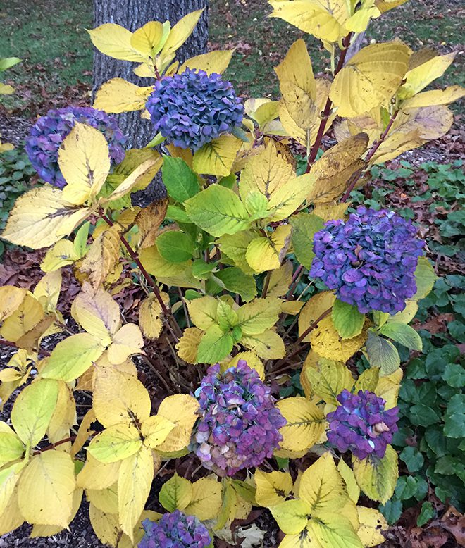 Mophead hydrangeas look lovely in the fall when their blue, purple and pink flowers contrast with the fall foliage.