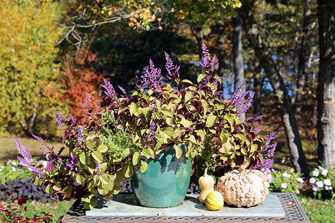 Don't forget the deck furniture when it comes to fall decorating. A fall-flowering plant (this one is a plectranthus) and some pumpkins and gourds make a lovely table display.