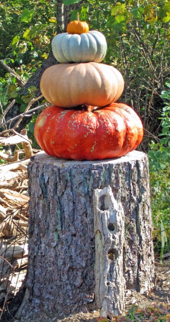 Got a stump? Then you've got the perfect base for a fall arrangement. Get creative with pumpkins, sticks, leaves and anything else that strikes your fancy.