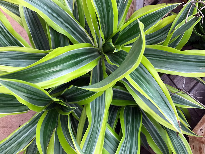 The Dracena fragrans is commonly called corn plant, and there are new, brighter versions that blend in with any style interior, from modern to Victorian! These like a bright location but don't need tons of sun. 