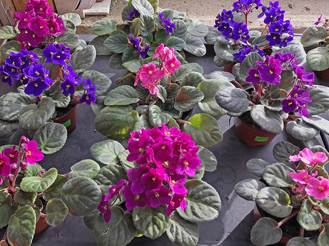 African violets grow well in eastern windows and are pet friendly.