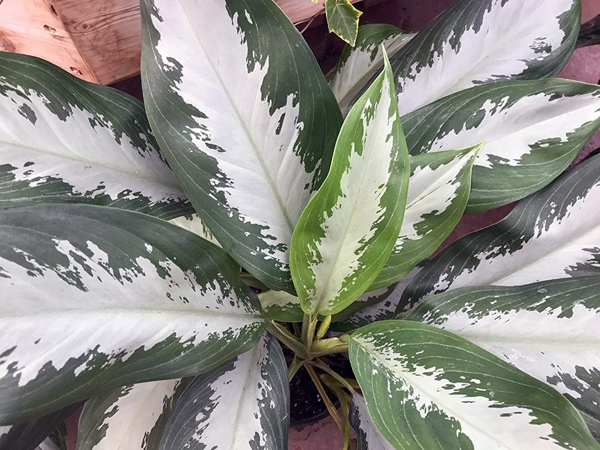 Aglaonemas come with an assortment of variegated leaves that will brighten your house and contrast well with other plants.
