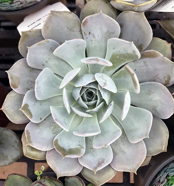 Succulents are very popular right now and grow well in sunny windows. This blue Echeveria is safe for pets.